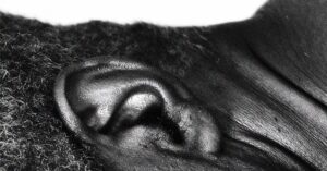 Играет ли серотонин роль в тиннитусе? Исследование на мышах вызывает вопросы