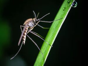 Close-up of a mosquito.